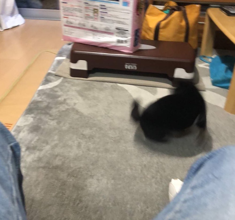 #ギリギリ犬判定選手権