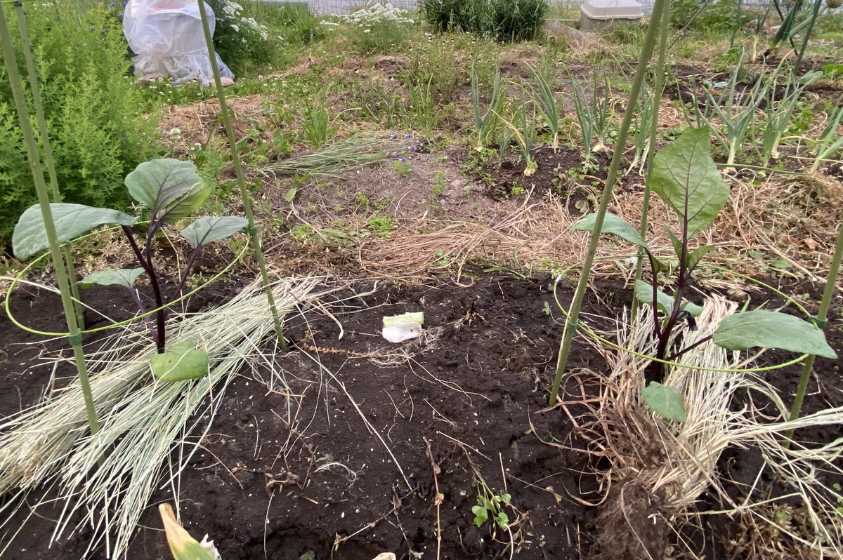 yamamitt's tweet photo. ようやく畑開始〜
やっぱりいいな
野菜はみんな一生懸命🩷
ナス兄弟👬元気に育ちますように🍆 https://t.co/HW0RL3muty