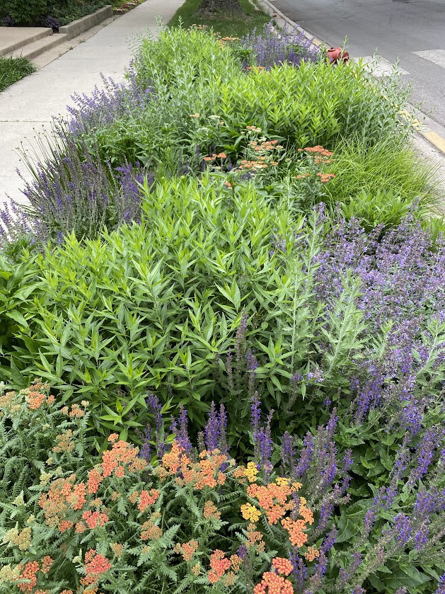 This small front yard &amp; parkway #garden in #Chicago reflects the warmth of its residents. Planted with perennials, it’s low-maintenance, pollinator-friendly, &amp; full of community connection!

See it in our 6/5 newsletter: ow.ly/b2lI50W5cV8
Photos by Megan Wade