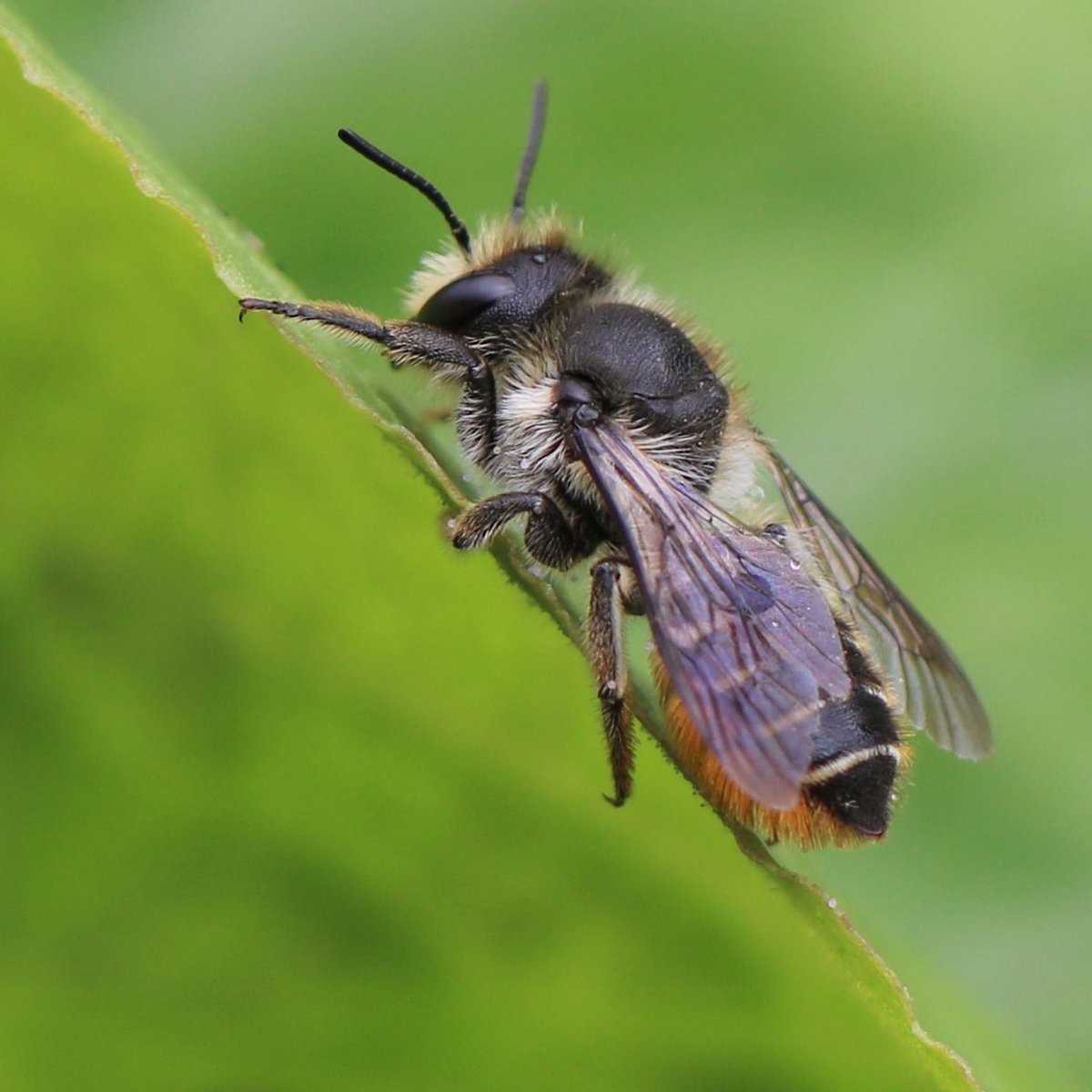 Tussen de buien door een klein zondags rondje erf 📸

#tuinbladsnijder ♀️ (veroorzaker gaten rozenblad); deze soort bekleedt haar nest niet alleen met gewone stukjes blad (van roos of wilde wingerd), maar ook met de gekleurde bloemblaadjes.

#insectenopdeboerderij #wildebijen 🐝