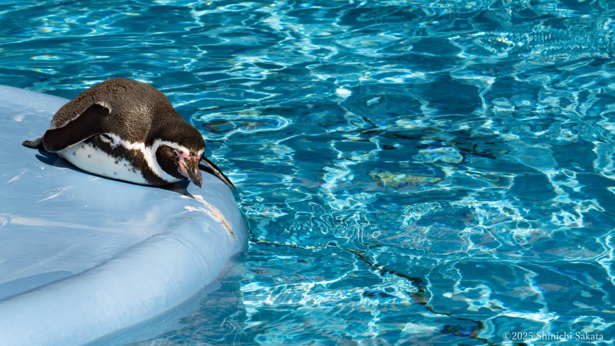 動物園写真家 阪田真一(サカタシンイチ) tweet media