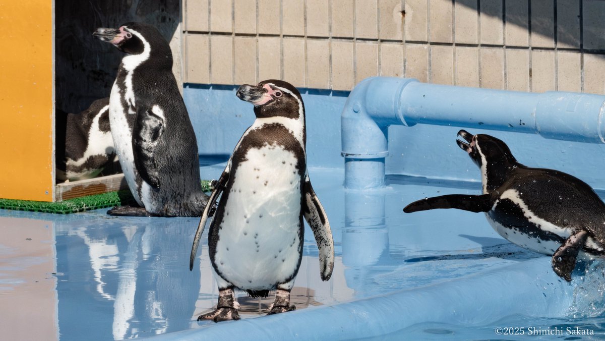 動物園写真家 阪田真一(サカタシンイチ) tweet media