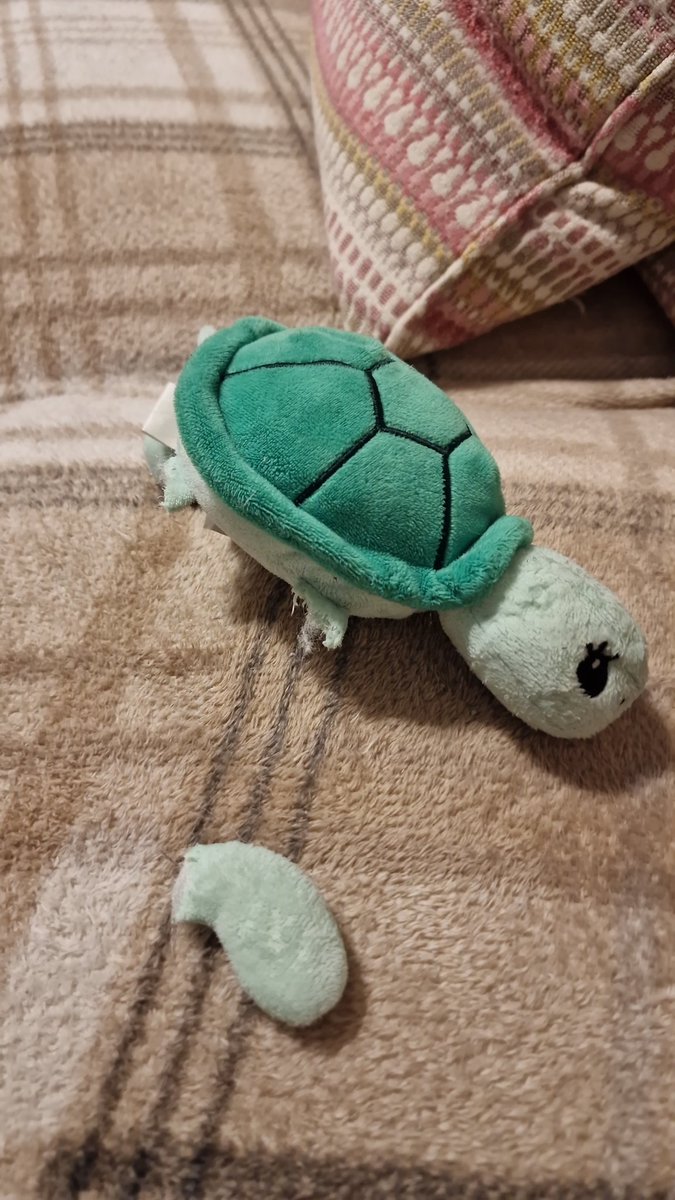 Cassie135's tweet photo. @TUIUK absolutely gutted! We bought this teddy for our twin girls 1st flight last year he was the last one left and they love him soo much. The dog has chewed him up and they will be soo upset when they can't find him! Do you sell them anywhere that I could buy?? Please help! 😭 https://t.co/gdKJR7i82h