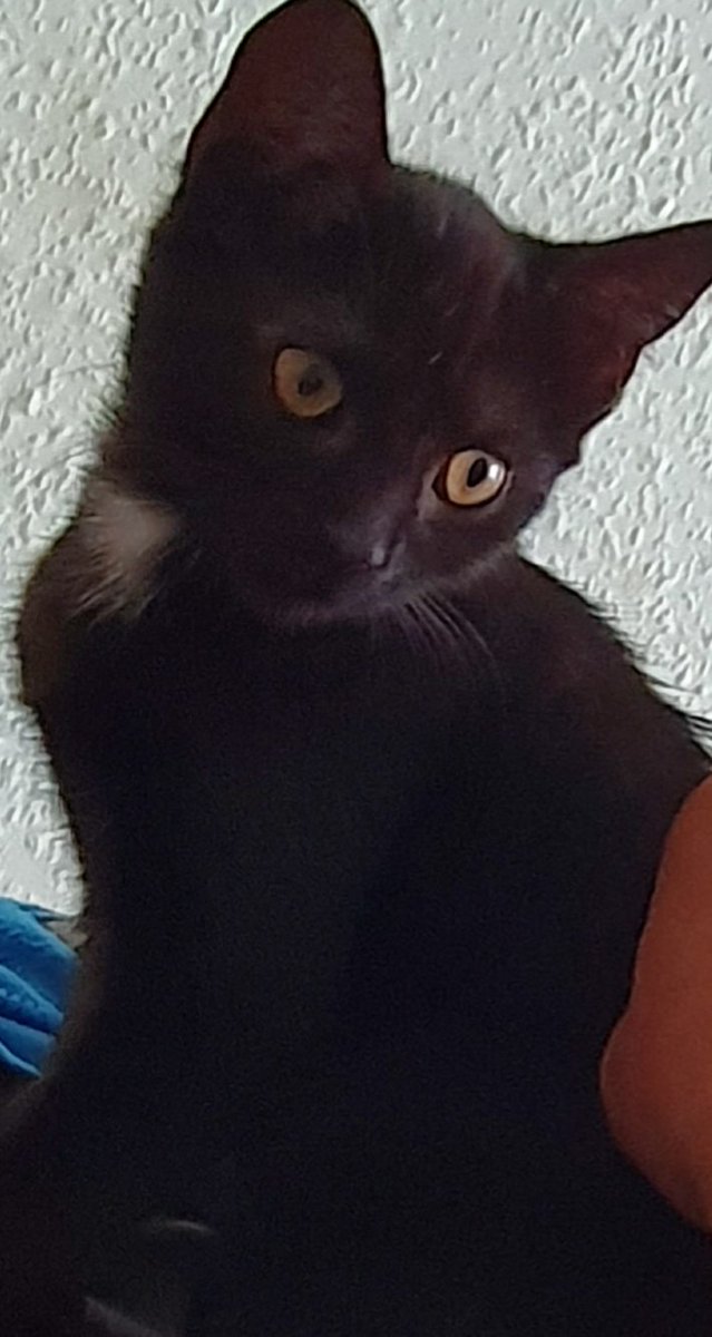 SarahJaneWP41's tweet photo. @RheaRipley_WWE This is one of our beautiful kittens named after you our Rhea Ripley Weeks-Platt. She's a feisty girl &amp; loves to wrestle with her siblings, especially her sister who is named  after @ImChelseaGreen our Chelsea green Weeks-Platt. #weeksplatthousecats https://t.co/lyjJFgWCkP
