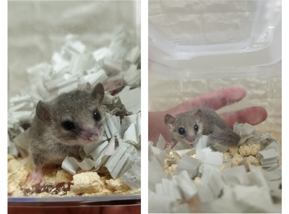 exoticfamilia's tweet image. #近畿レプ #近畿レプタイルズマーケット
ほんで2日目は昼から近レプで齧歯ーずを集団でファミリアした（笑）

まさかの@toufu_rabbit21 らびちゃん🐰にも会えたわ！
あれはまさに小動物じゃな〜🤭
@Blaevo_Rep_Bugs
@Oyaman0910
あと…5番ブースさん…アカ知らん…ありがとう御座いました！😺✨