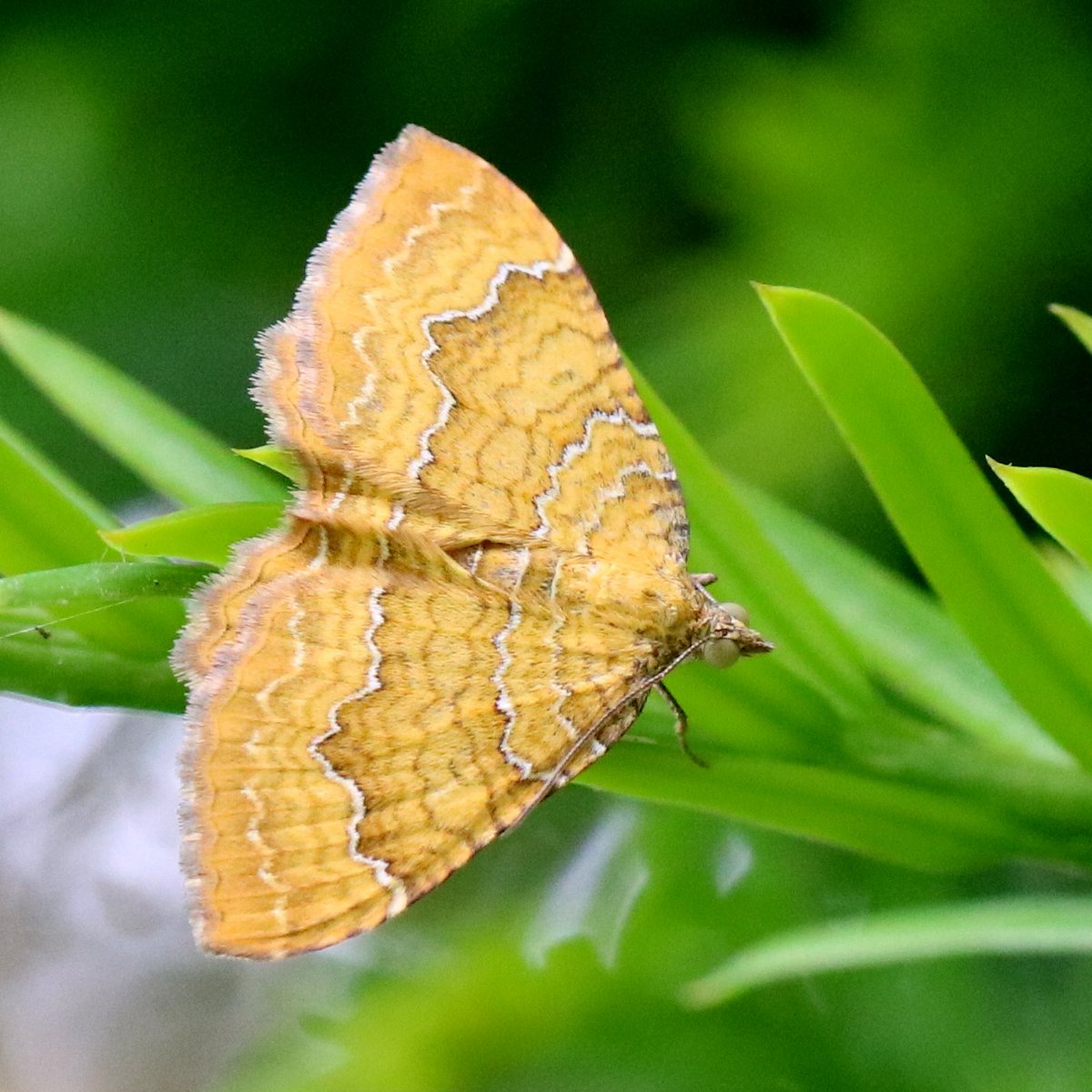 Tussen de buien door een klein zondags rondje erf 📸

#GestreepteGoudspanner (kom je overdag ook vrij gemakkelijk tegen).

#insectenopdeboerderij #mottenspotten 🦋