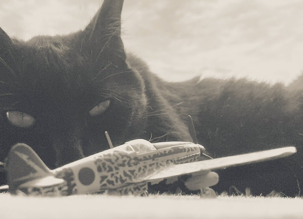 #キリトリセカイ
#写真で伝える私の世界 
#猫
だ い か い じ ゅ う 。