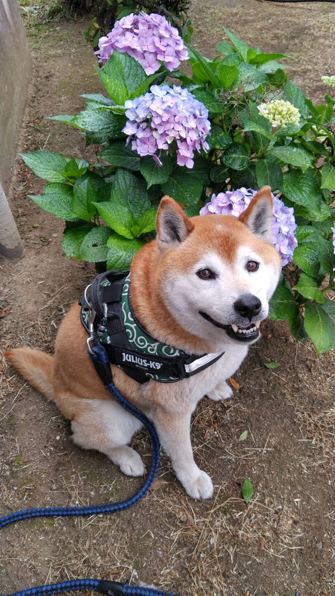 ryuumakun's tweet photo. 花を愛する犬

紫陽花の季節
そろそろ梅雨入りだね
ワン🐶❤

#花を愛する犬ソラっち
#紫陽花の季節
#そろそろ梅雨入り https://t.co/sJIW9Ylujy