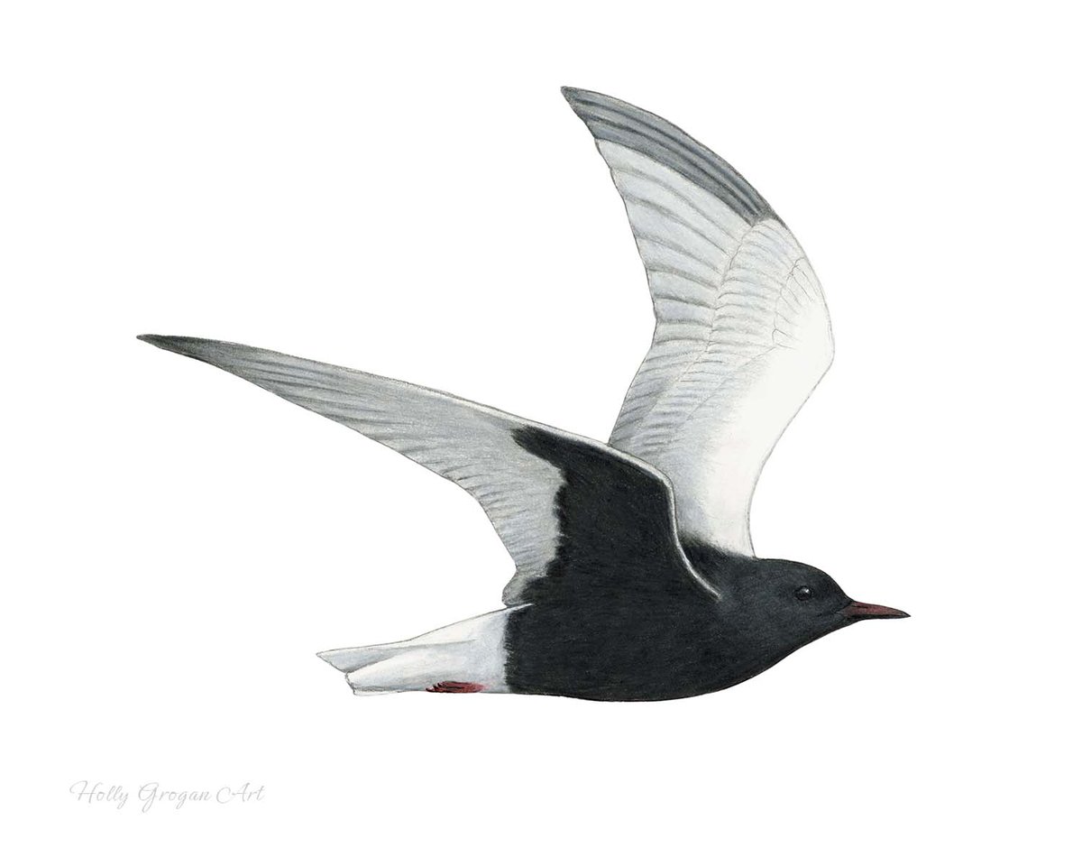 White-winged Black Tern. Coloured pencils on paper