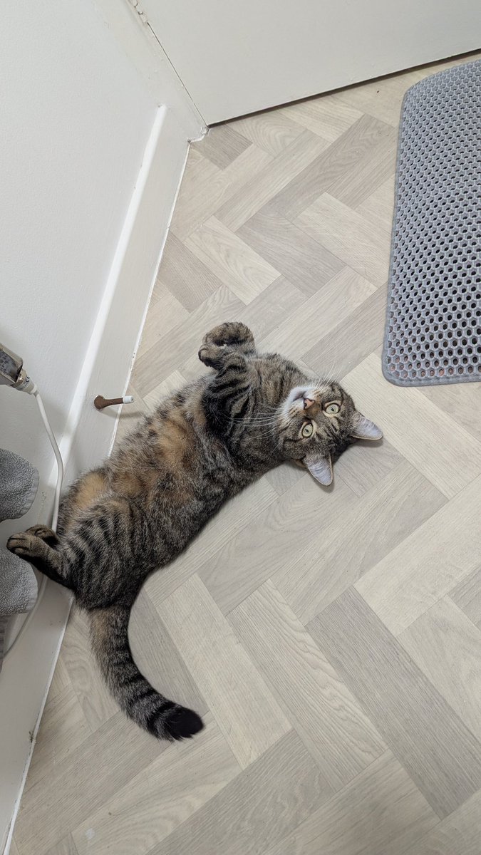 Давно вам туалетного котёнка не показывала