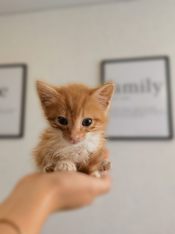 0xTartarus's tweet photo. Once we also saved a ginger cat, now she is happier than ever, the $LAMU deserves the same #SAVELAMU https://t.co/eFX7Vp7ajA