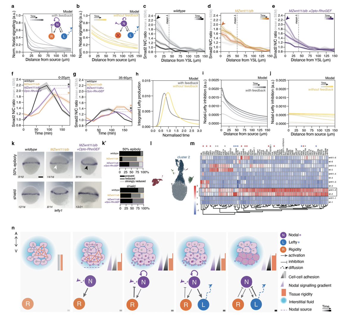 Alfonso Martinez Arias (@amartinezarias) on Twitter photo Very important report <a href="/petridou_ni/">Nicoletta I Petridou</a> linking #mechanochemical signalling to fate transitions biorxiv.org/content/10.110… wide/significant implications. Perhaps the clearest indication so far of HOW mechanical signalling can control patterning of gene expression
#MustRead #NotInTheGenes Very important report <a href="/petridou_ni/">Nicoletta I Petridou</a> linking #mechanochemical signalling to fate transitions biorxiv.org/content/10.110… wide/significant implications. Perhaps the clearest indication so far of HOW mechanical signalling can control patterning of gene expression
#MustRead #NotInTheGenes