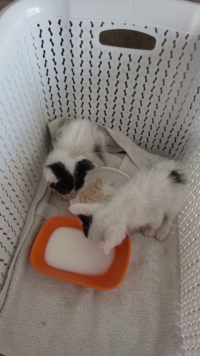 Annemleri aramistik bebekleri gösteriyorlardı bize . Kostas ben de bir tane bebek kedi istiyorum dedi ve yarım saat sonra bir arkadasimiz yeni dogmus bebek buldugunu yazdı bize. Kostas umarım bütün şansını bu Dilek ile kullanmamıştır 😅