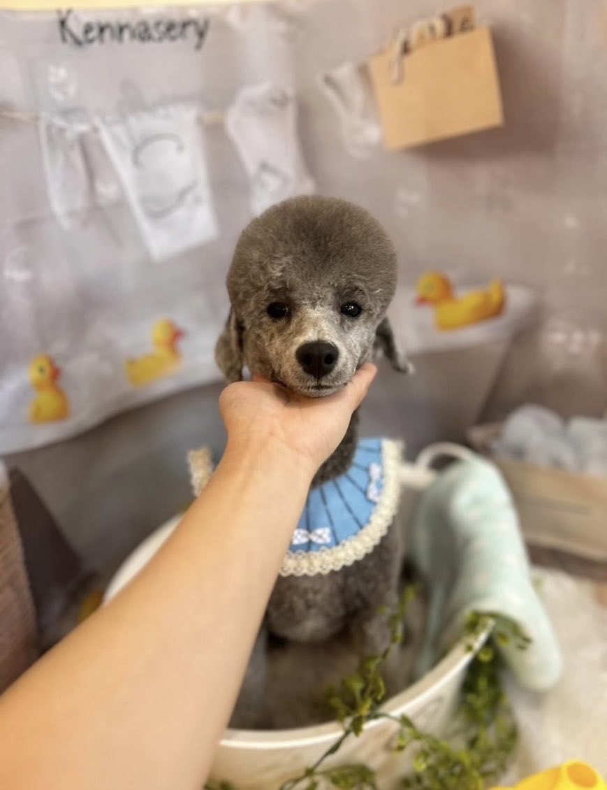 今日はトリミングに行ってきました🐩