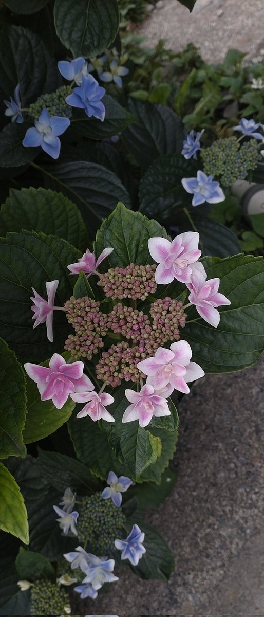どなたさまも
ご苦労さまで
お疲れ様です
夜勤者様
程よくがんばで
今日も沢山の反応
感謝です❣️
素敵な夜を🌙
素敵な夢を😴
#優しい繋がりありがとう
#TLを花でいっぱいにしょう 
#キリトリノセカイ
#明けない夜はないし
#一期一会🍓