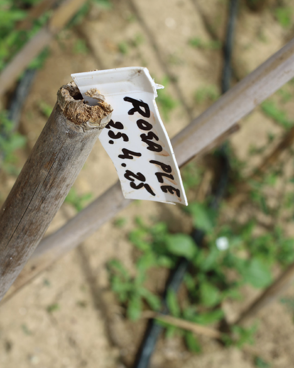 Així tenim les 🍅 a l' hort Sol Blanc  preparant com cada estiu l'hort per ser visitable. 🧑🏼‍🌾 Pàgina dedicada a l'hort aquí restaurantsolblanc.com/hort.html