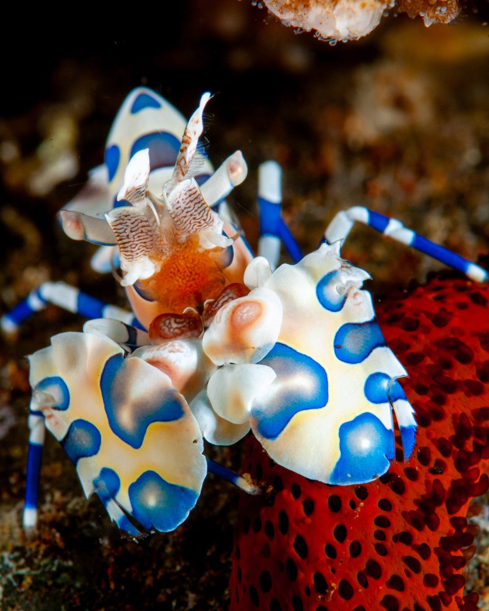 CoralReefFish's tweet image. Today, we celebrate the vast blue heart of our planet—the oceans. Be mindful, be curious, and be bold in your efforts to protect them.
Here’s to the beauty, power, and mystery of the oceans. 🌍💙
#WorldOceansDay #ProtectOurBluePlanet #OceanLove