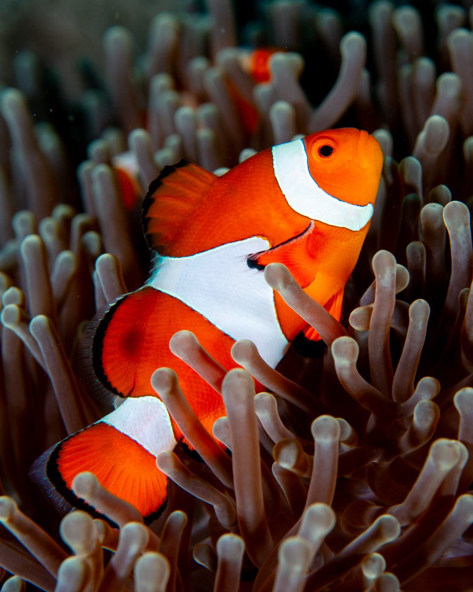 CoralReefFish's tweet image. Today, we celebrate the vast blue heart of our planet—the oceans. Be mindful, be curious, and be bold in your efforts to protect them.
Here’s to the beauty, power, and mystery of the oceans. 🌍💙
#WorldOceansDay #ProtectOurBluePlanet #OceanLove