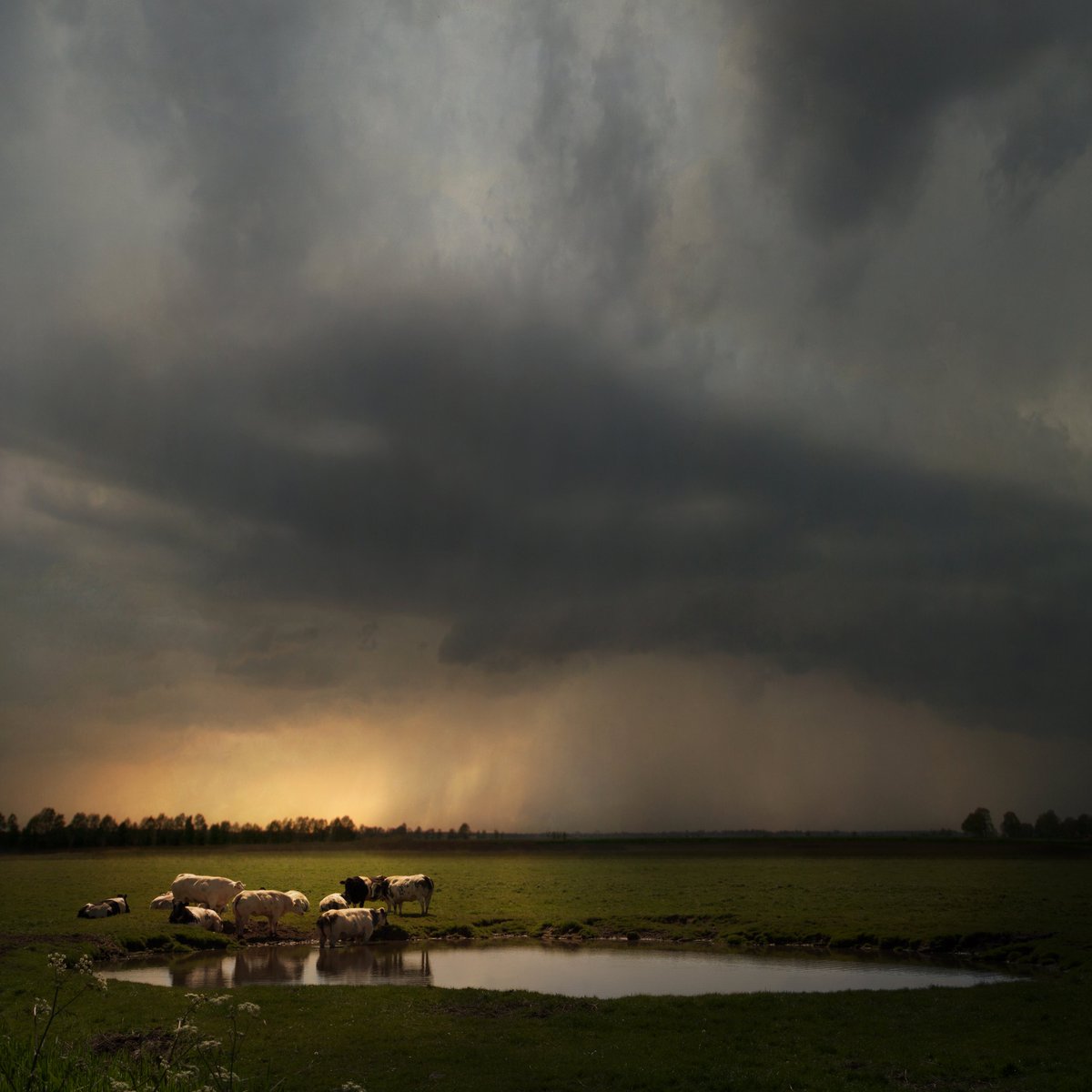 SaskiaBoelsums's tweet image. Regenbui