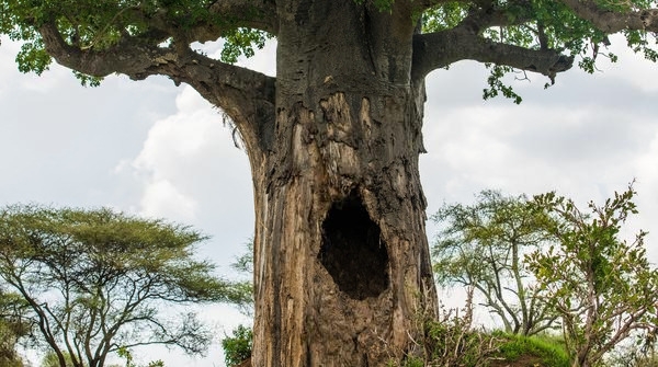 How do you call a tree hollow, a tree hole in your Ntu language?