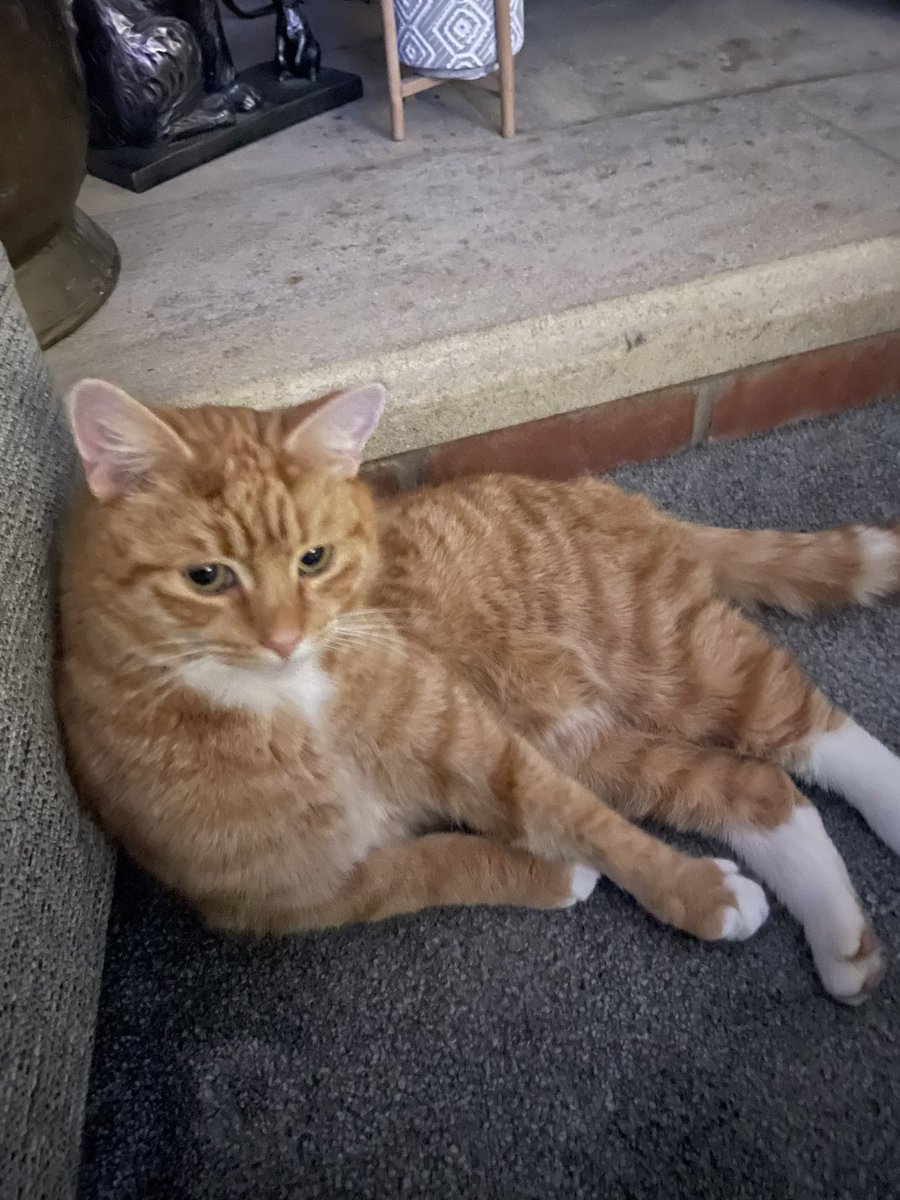 Just chillin… have a wonderpurr #SundayFunday evefurryone! Love from all the gang 😻❤️☀️🌼🪴🌹😽🤗🐾

#CatsOfX #CatsofTwitter #sundayvibes #sunday #sundaymotivation #cats