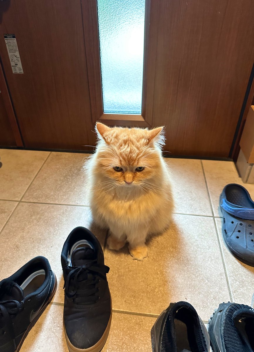 猫に内緒でこっそり外食行こうとしたら玄関に先回りしとった。
