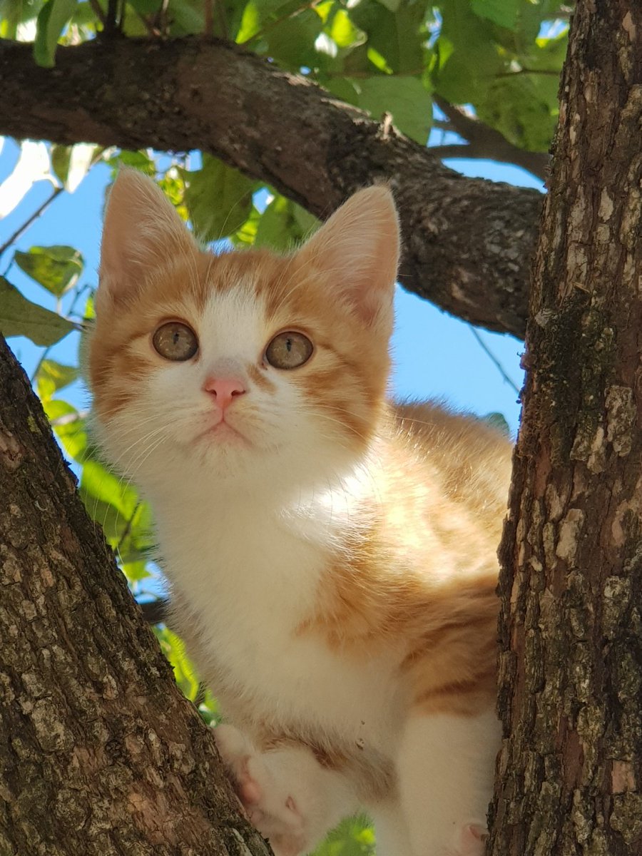 참을 수 없어 올립니다. 저희 어머니가 찍으신 묘생샷