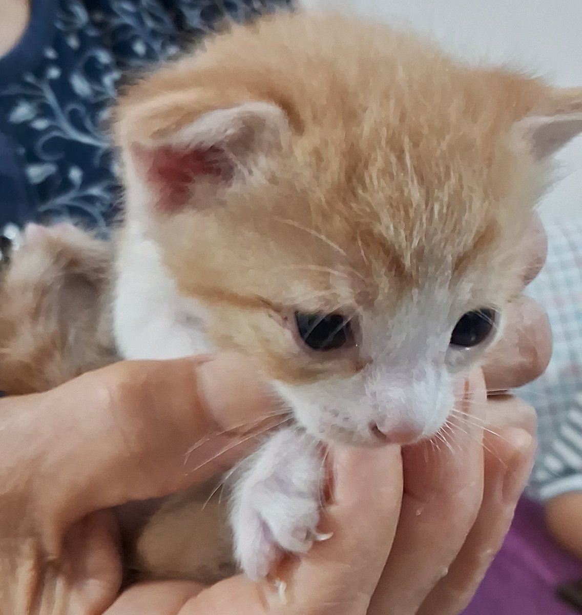 Günaydınnnn mutlu pazarlar herkese 🐱🐾