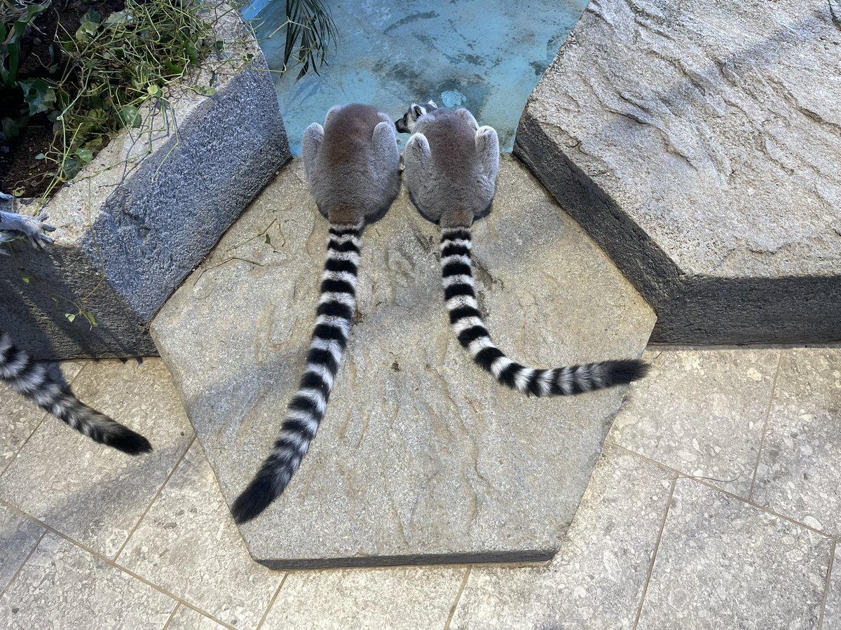 ワオ文字
＃ニフレル
＃ワオキツネザル