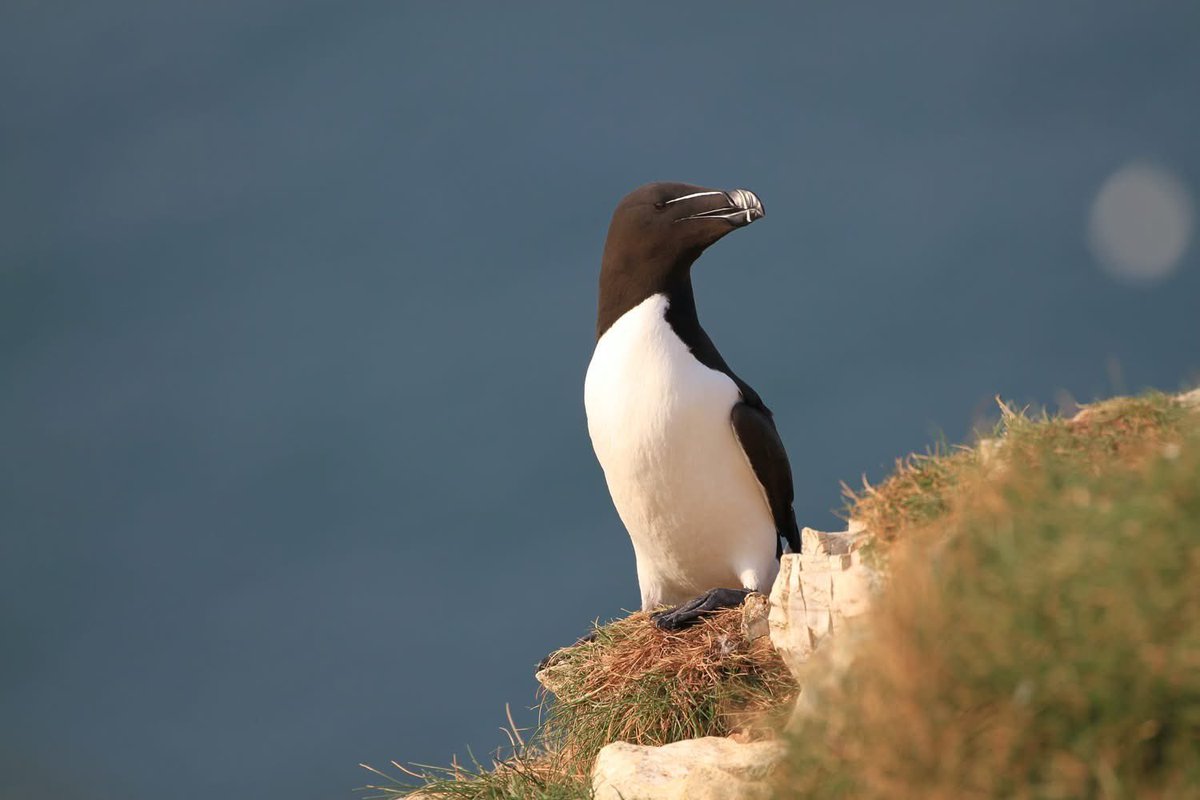 smdavies67's tweet photo. For #SuperSeabirdSunday here’s some razorbills from #BemptonCliffs last week - super seabirds indeed. Often described as having a penguin like appearance these super wee birds can dive 100m for their food. 

#birds #bird #seabirds #razorbills #coastalcliffs https://t.co/zjIoeU3ubH