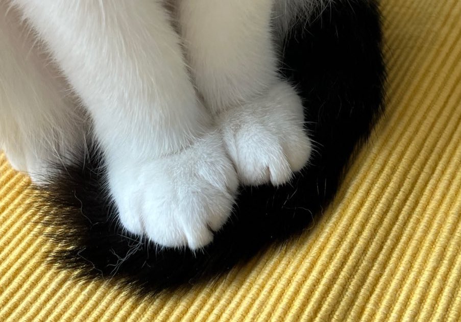 Just a tail and paws
