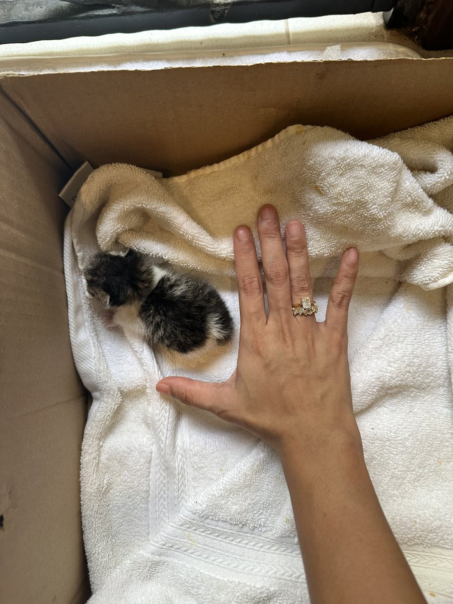 Guys my mum found this kitten in her porch alone and the mother doesn’t want to come and feed it. Any advice?!! My mum has been feeding it thru the night for the past two days but she’s old and tired.