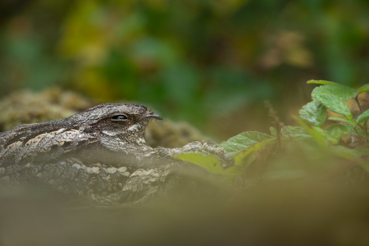 An amazing evening last night at RSPB Arne on our first Night Wildlife walks of the year, we had a surround sound of Nightjars calling across the heath!