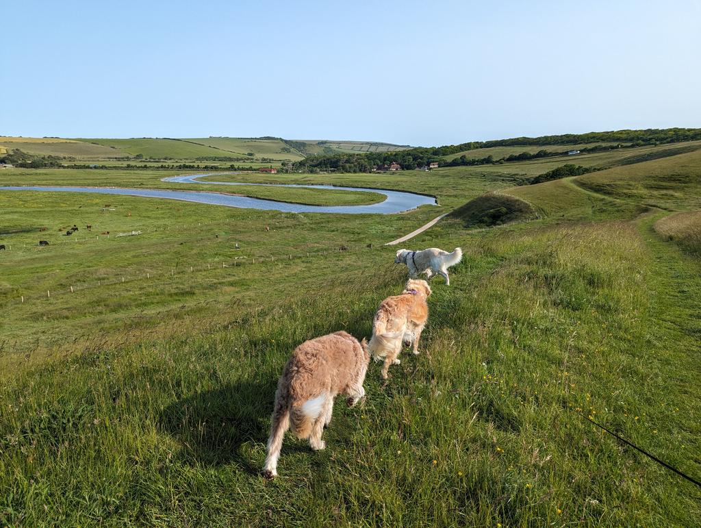 TheWordOfErynn's tweet image. Beautiful fresh morning with swifts swooping all around us ☀️🐾🐾🐾