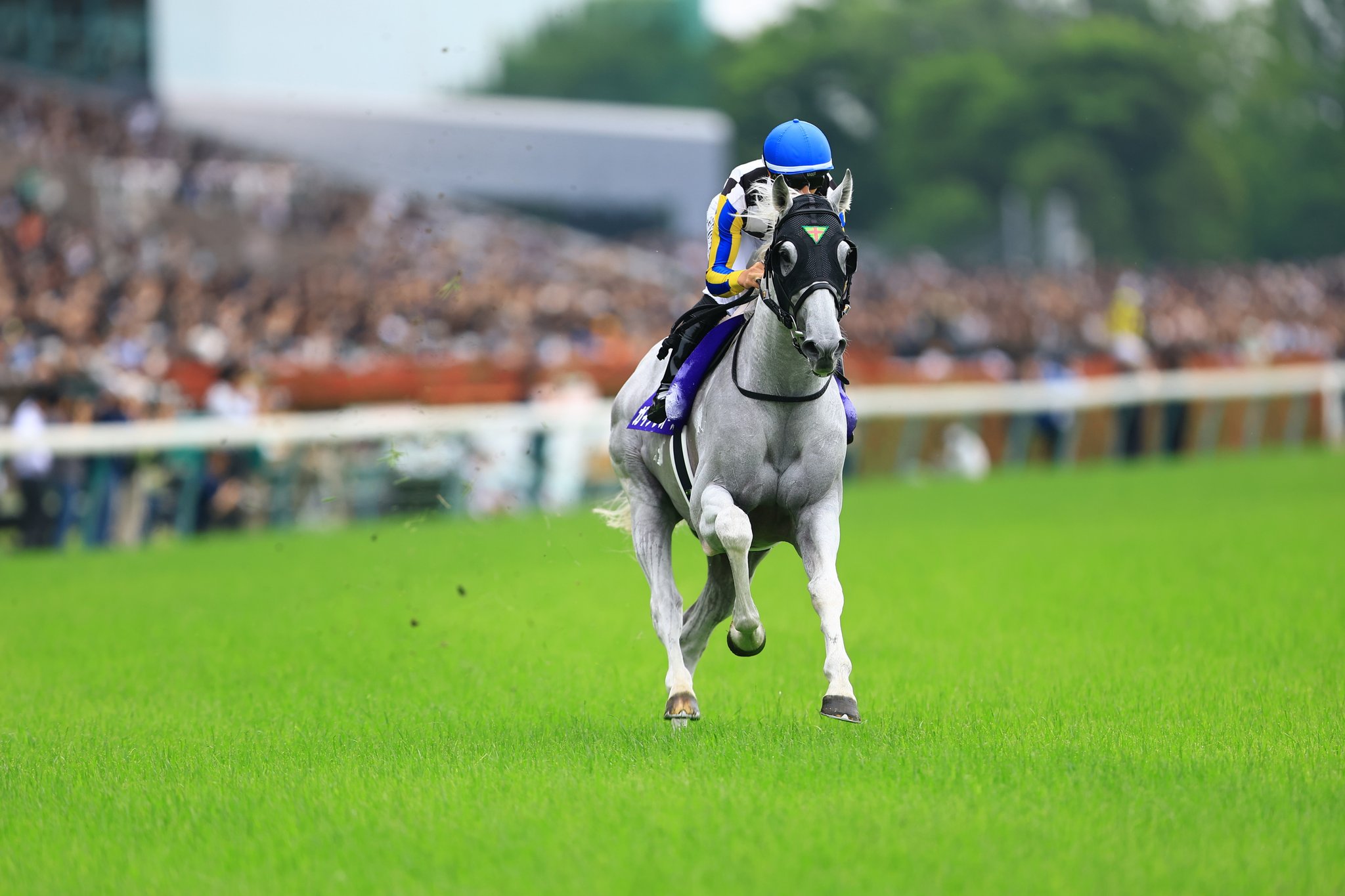 Idol Horse on X: 