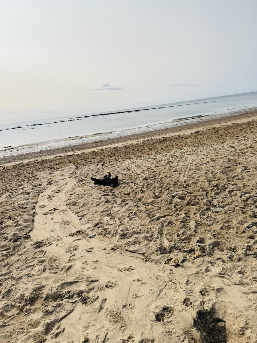 Vera_pooch's tweet image. BEACH 🧡
#Vera🐶
#DogsOnX
#TwinsiesOnTwitter 
#sundayvibes 
#Seaburn