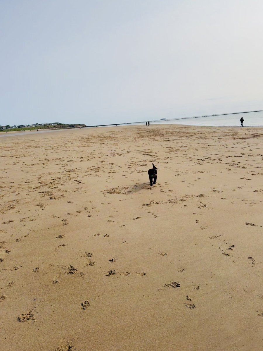 Vera_pooch's tweet image. BEACH 🧡
#Vera🐶
#DogsOnX
#TwinsiesOnTwitter 
#sundayvibes 
#Seaburn