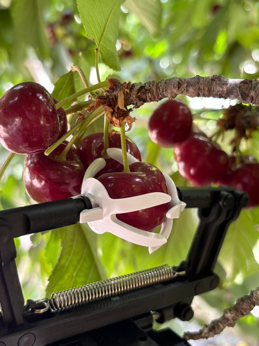 🍒 Growers using fruit sensors get real-time updates on fruit size and growth rate — helping them hit their harvest goals on time.

 Some call it “Fruit Waze” — and we kinda like that.

💪 Shoutout to the Meir Nissan, Tal Szenes and the rest of the CSMs out there making it happen