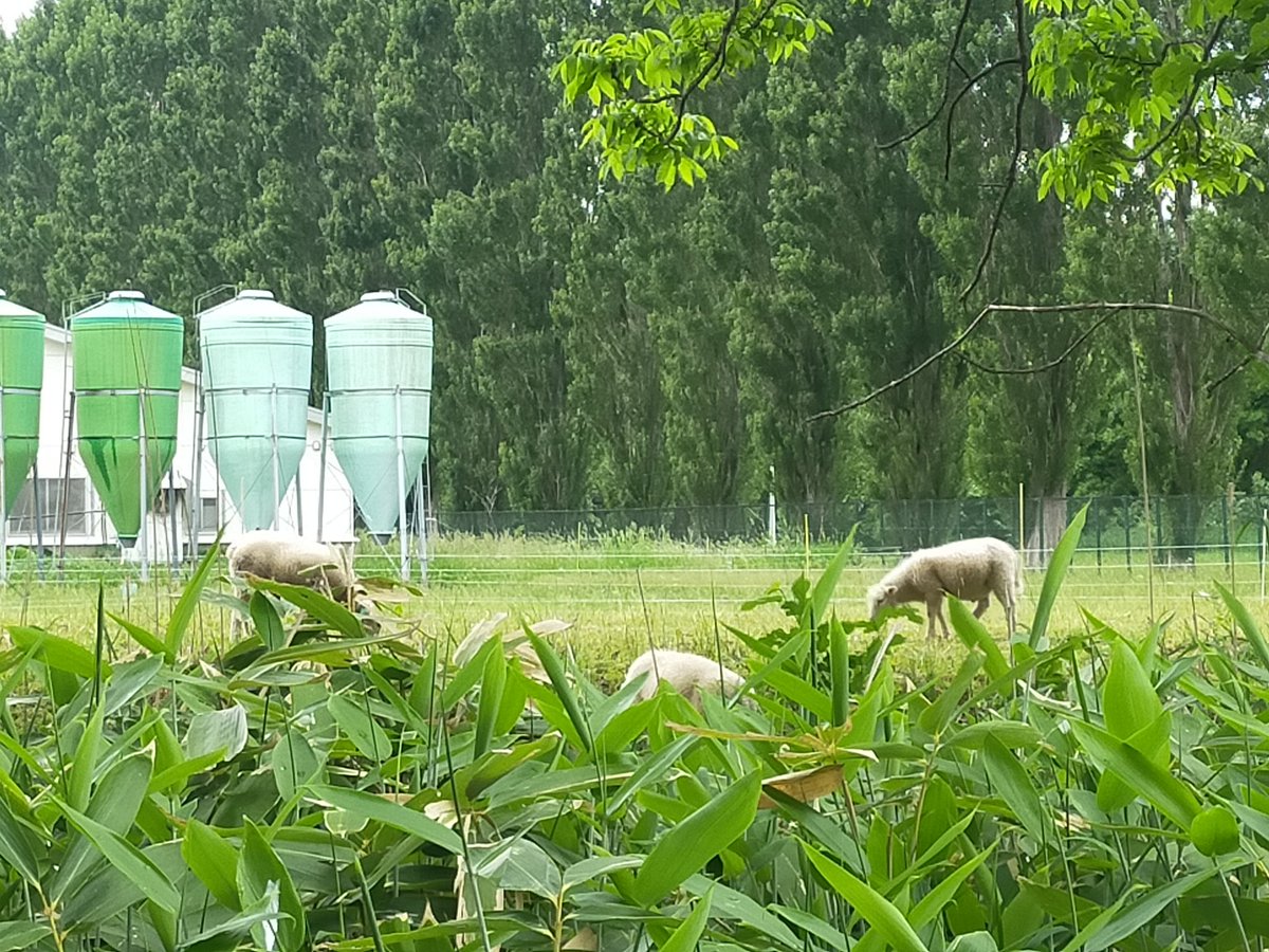 雨が上がり北大散歩。北大構内は、ものすごく広大な敷地で、農場が有ります。北大祭は大盛況のようでした。
#イマソラ #札幌
 #北大 #平成のポプラ並木
