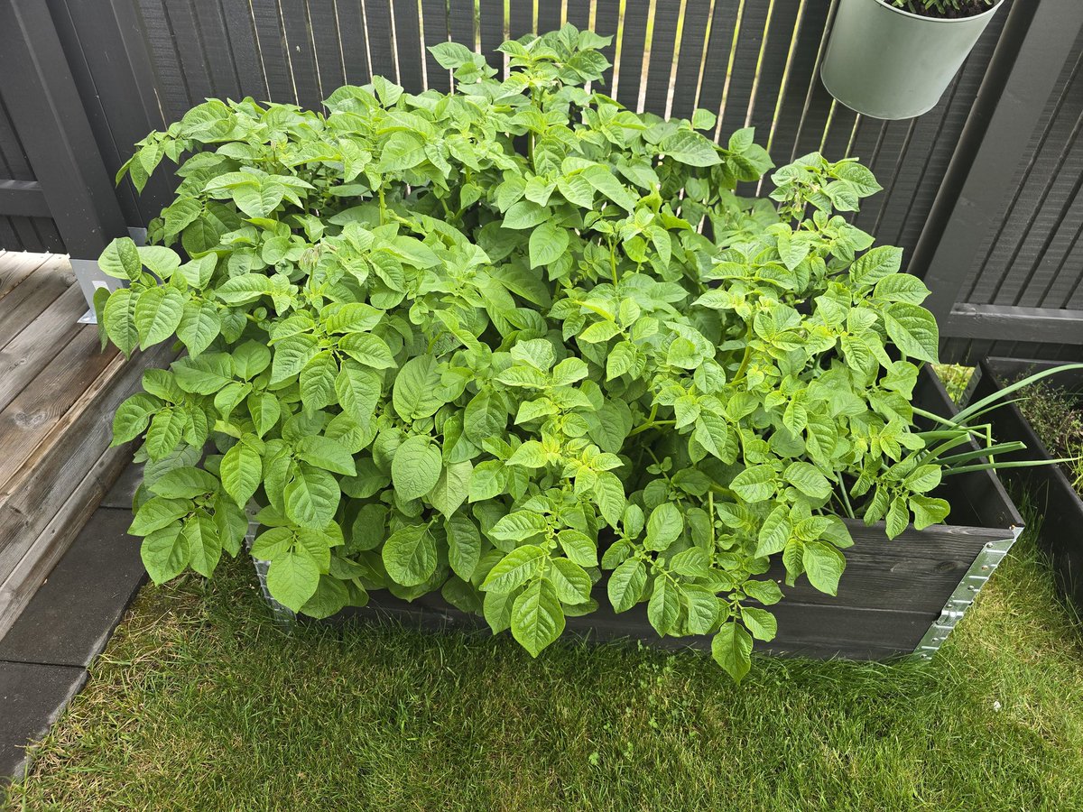 henkeihovet's tweet image. "Vad gör vi i den här djungeln då?"
#potatis
#densomfattarhanfattar