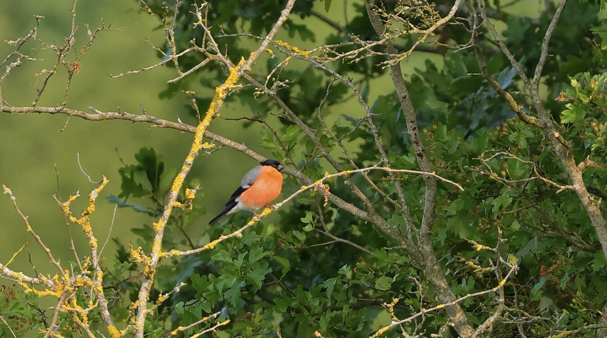 Simon (@sjr_herts) on Twitter photo Bullfinch pair near Hertford this morning. Well chuffed, not seen any for years in East Herts <a href="/Hertsbirds/">Herts Bird News</a> <a href="/HMWTBadger/">Herts & Middlesex Wildlife Trust</a> Bullfinch pair near Hertford this morning. Well chuffed, not seen any for years in East Herts <a href="/Hertsbirds/">Herts Bird News</a> <a href="/HMWTBadger/">Herts & Middlesex Wildlife Trust</a>