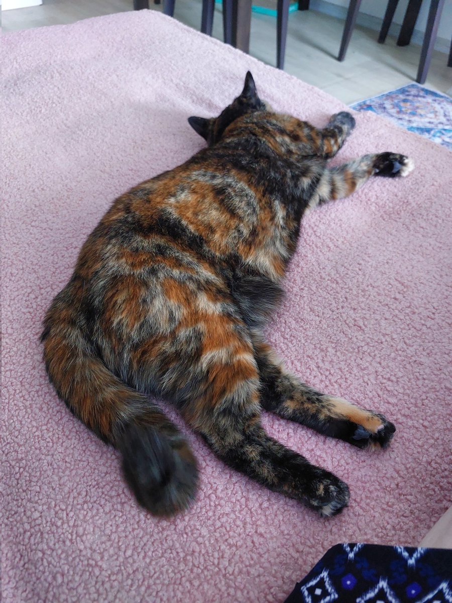 котям да, воблам нет! tweet media