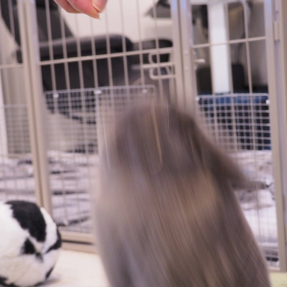 おやつ、よこせ！！
#ギリギリうさぎ判定選手権