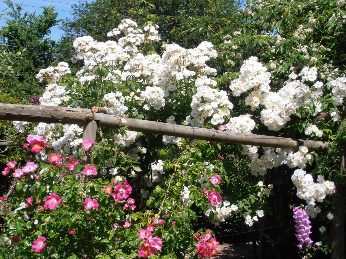 Good morning from the #WelshMarches.  The Rambling Rector is still looking good, despite the downpours of yesterday.