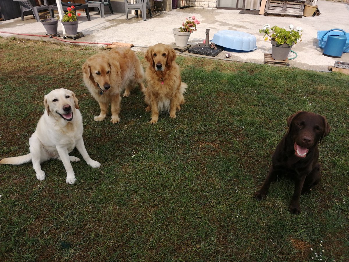 Petit café dehors avec les 4 poilus car Haloha boude dans sa chambre.
Impossible d'avoir aujourd'hui les 4 assis en même temps ....
Ils profitent tous que je sois fatiguée pour ne rien écouter depuis 2 jours, c'est des sales gosses 😁🐶

x.com/Vpg33340/statu…

🆘🐶🆘   🙏🙏🙏