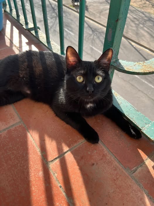 Esther Lolo
18h  · 
CASO EXTERNO. BARCELONA 
Gatita de año y medio en adopción. Viene de una triste historia. Es muy buena.
Más info: Isabel Rocafort. 646.93.16.33