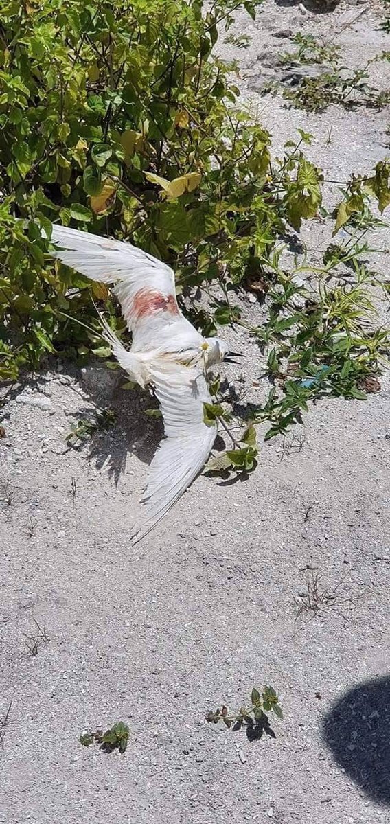 Kaalhu mioh addu dhondheeni maraa hus kurany 😢