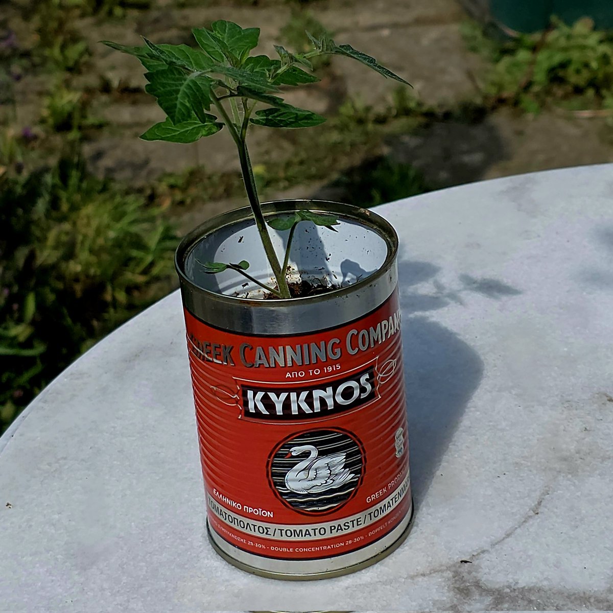Recycling my last KYKNOS tomato paste can, as my tomato plant pot 🍅 ...