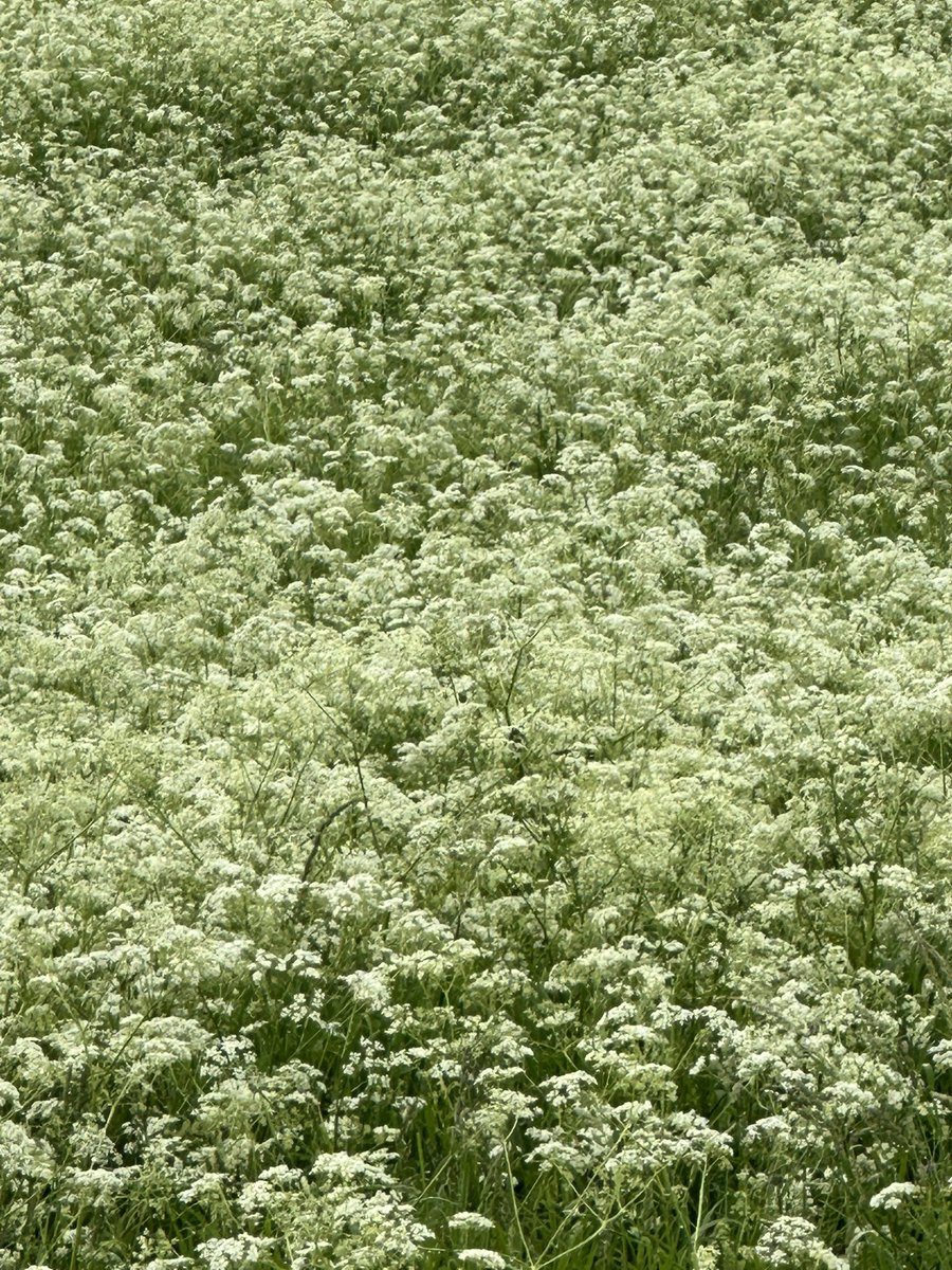 Esiet pļavā labāk