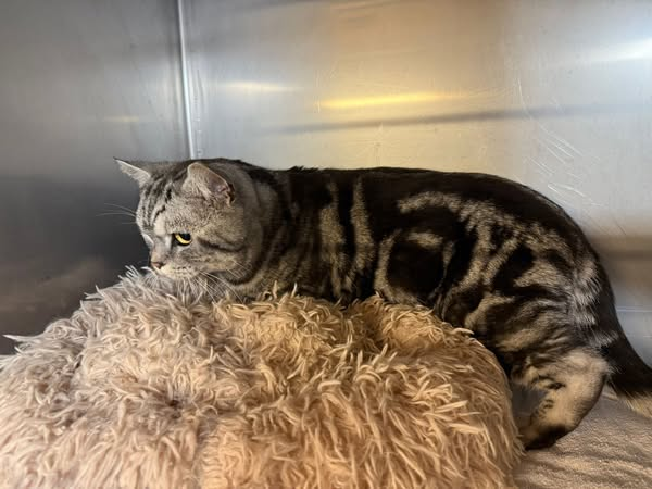 Wer kennt diesen Kater? Tierschutzverein Ingolstadt e.V.
Kopie: 
Ausgesetzt in Kösching – wer kennt diesen Kater? 
Dieser wunderschöne Kater wurde heute am Bus haus vor dem Edeka in Kösching in einer Transportbox ausgesetzt. Direkt daneben stand eine Tüte mit Katzenfutter. In der